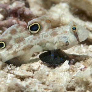 Twinspot Goby 