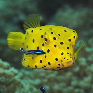 Yellow Boxfish 
