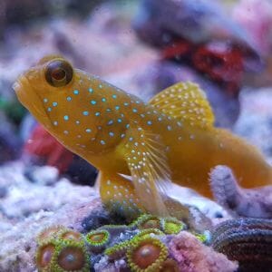 Yellow Watchman Goby 