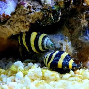 Bumblebee Snail 