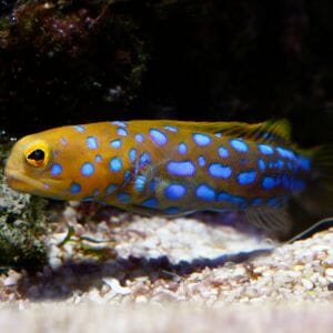 Blue Spotted Jawfish 