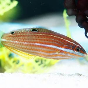 Red Lined Wrasse 