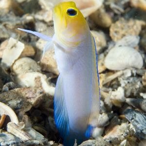 Yellowhead Jawfish 