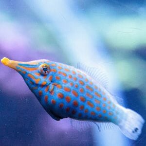 Orange Spot FileFish 