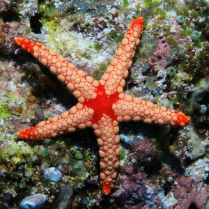 Maldive Starfish 