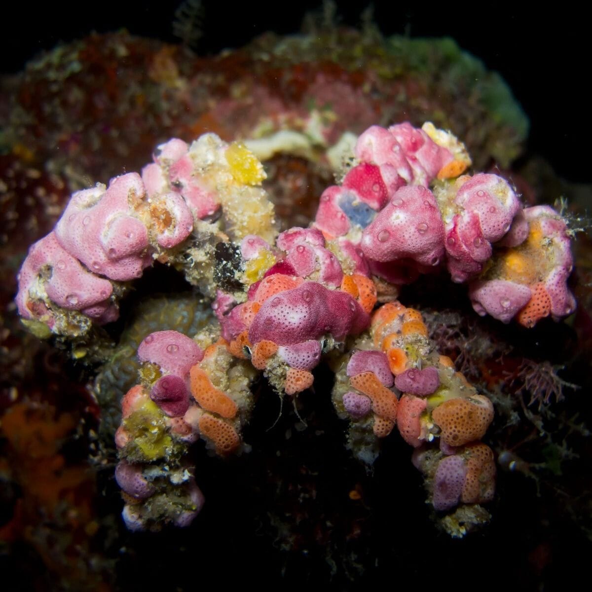 Decorator Crab, Camposcia retusa at Kraken Corals