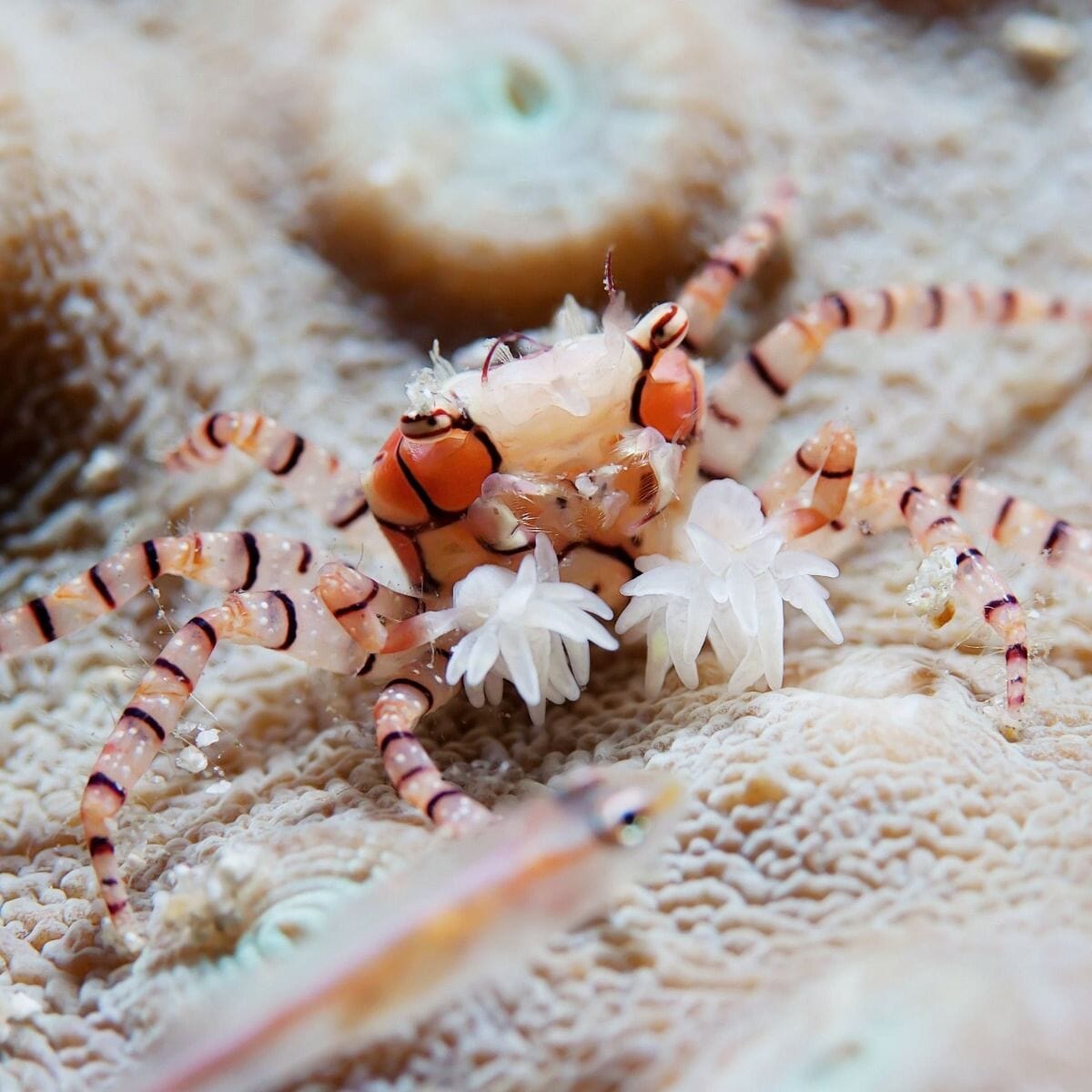 Pompom Crab Lybia Sp Kraken Corals