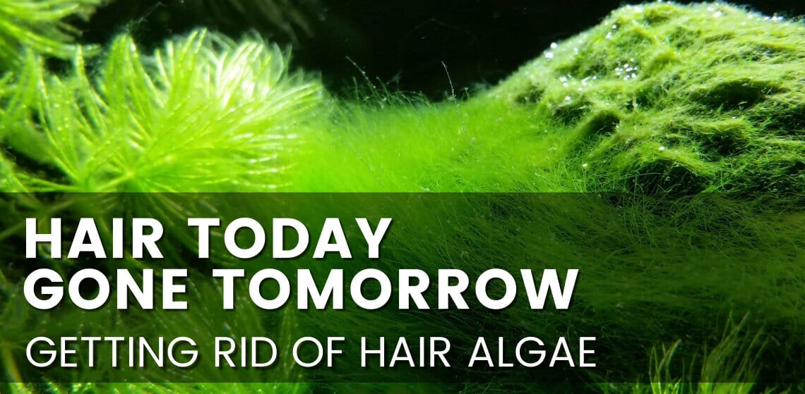 Tackling Hair Algae | Kraken Corals