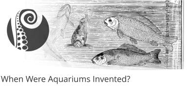 When Were Aquariums Invented?