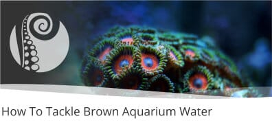 How To Tackle Brown Aquarium Water