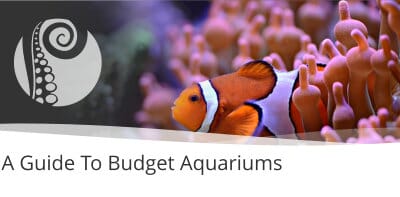 A Guide To Budget Aquariums
