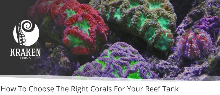 How To Choose The Right Corals For Your Reef Tank