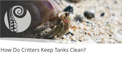 How Do Critters Keep Tanks Clean?
