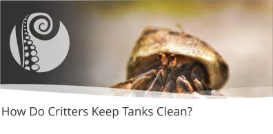How Do Critters Keep Tanks Clean?