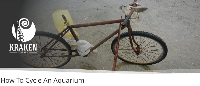 How To Cycle An Aquarium