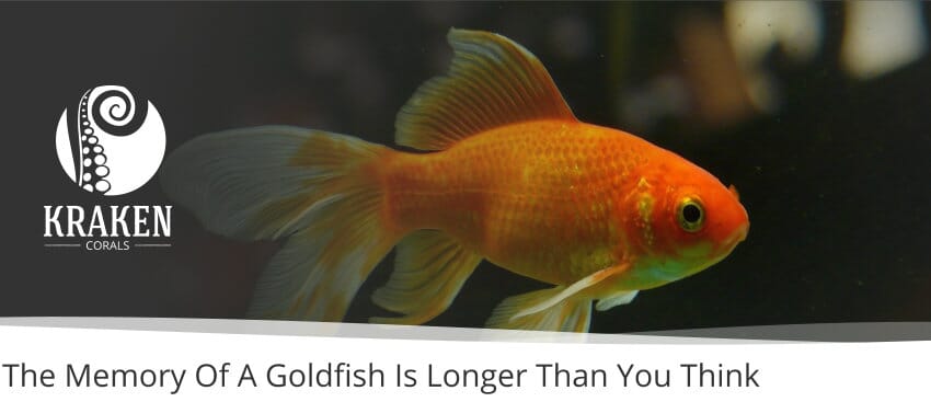 The Memory Of A Goldfish Is Longer Than You Think