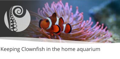 Keeping Clownfish in the home aquarium & what are 'designer' clownfish?