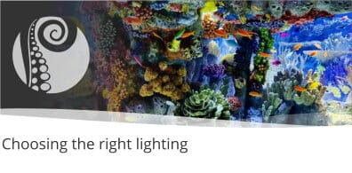 Tips For Choosing The Right Lighting For A Marine Aquarium