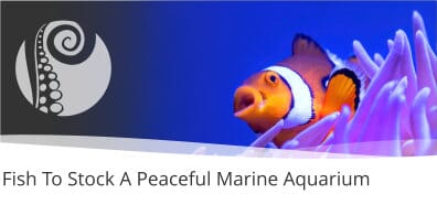 Fish To Stock A Peaceful Marine Aquarium 