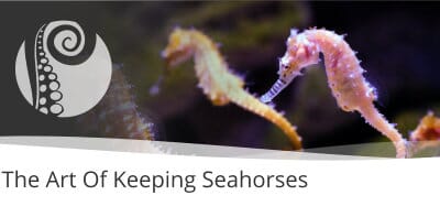 Equine Aquatics: The Art Of Keeping Seahorses