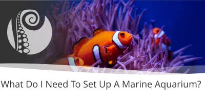 What Do I Need To Set Up A Marine Aquarium?
